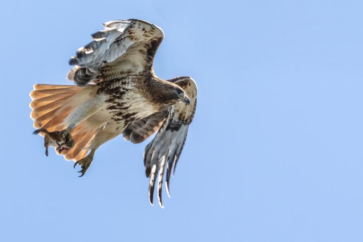 Wildlife Pathology | Cornell Wildlife Health Center | Cornell University